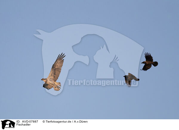 Fischadler / osprey / AVD-07887