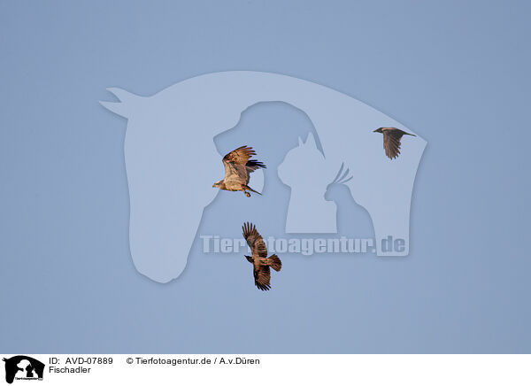Fischadler / osprey / AVD-07889