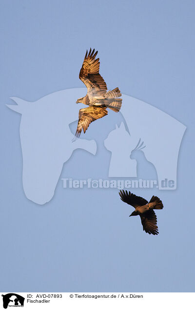 Fischadler / osprey / AVD-07893