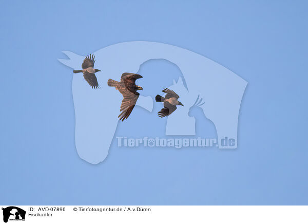 Fischadler / osprey / AVD-07896