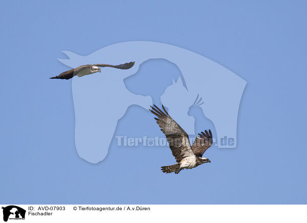 Fischadler / osprey / AVD-07903