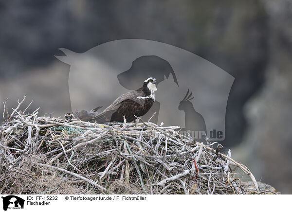 Fischadler / osprey / FF-15232