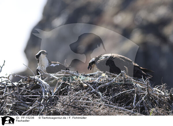 Fischadler / osprey / FF-15236