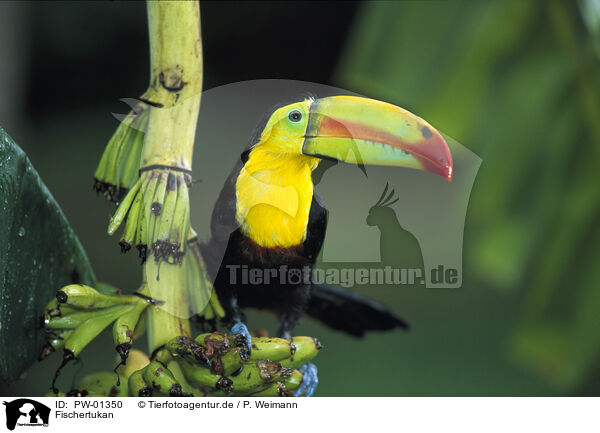 Fischertukan / keel-billed toucan / PW-01350