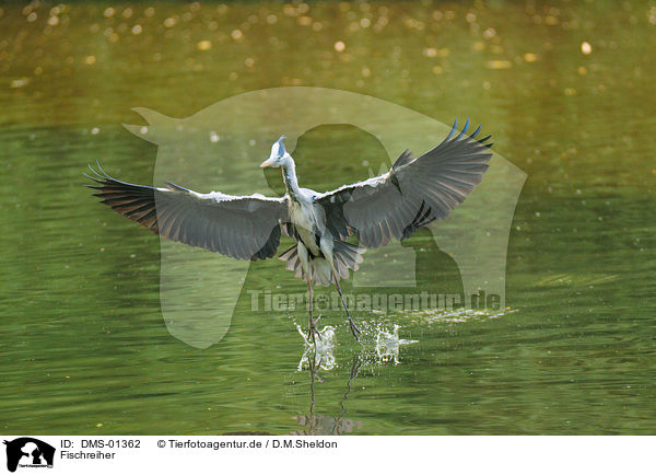 Fischreiher / gray heron / DMS-01362