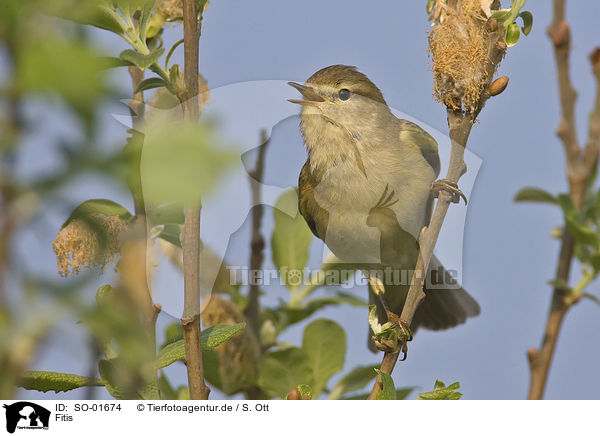 Fitis / willow warbler / SO-01674