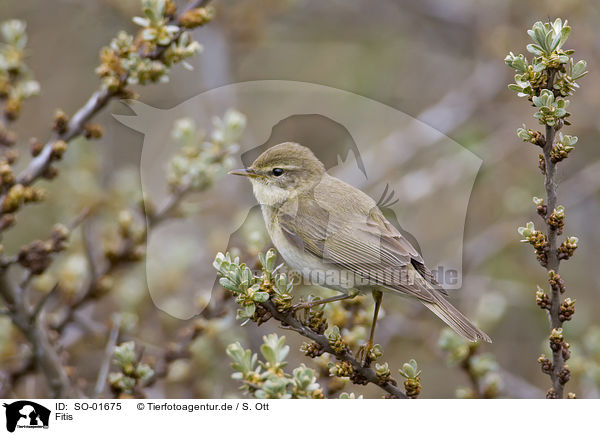 Fitis / willow warbler / SO-01675