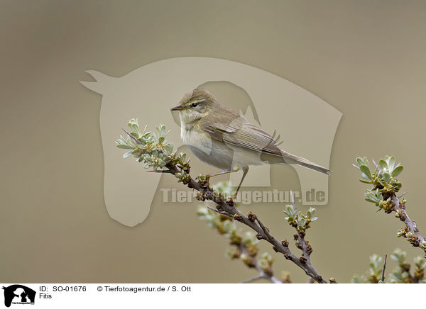 Fitis / willow warbler / SO-01676