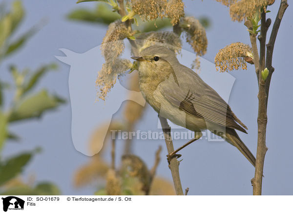 Fitis / willow warbler / SO-01679