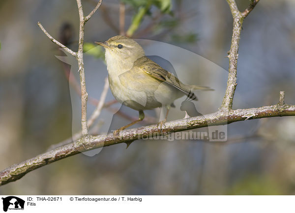 Fitis / willow warbler / THA-02671