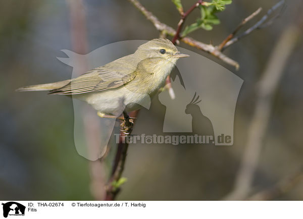 Fitis / willow warbler / THA-02674