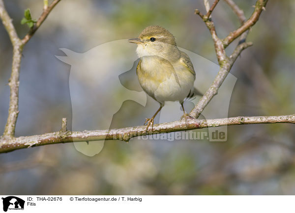 Fitis / willow warbler / THA-02676