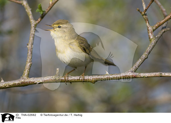 Fitis / willow warbler / THA-02682