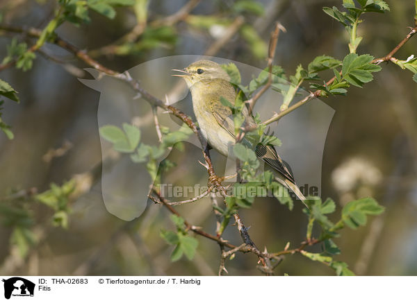 Fitis / willow warbler / THA-02683