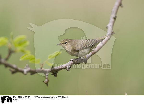 Fitis / willow warbler / THA-02717