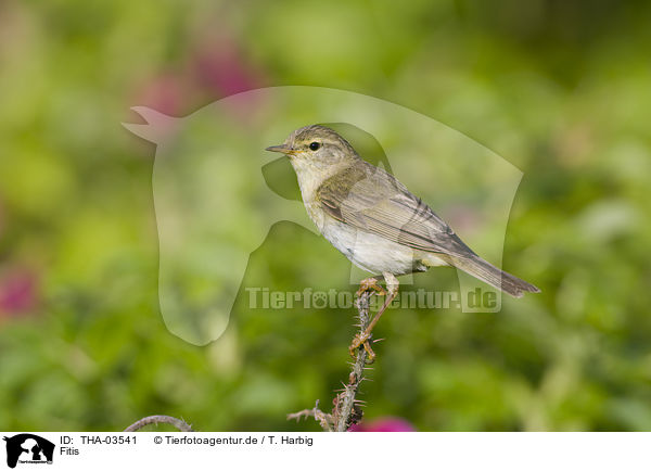 Fitis / willow warbler / THA-03541