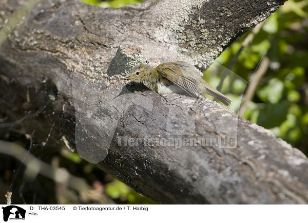 Fitis / willow warbler / THA-03545