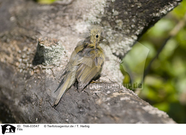 Fitis / willow warbler / THA-03547