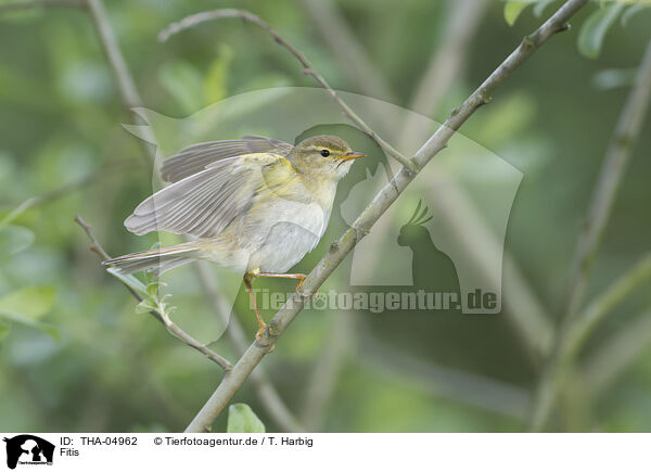 Fitis / willow warbler / THA-04962