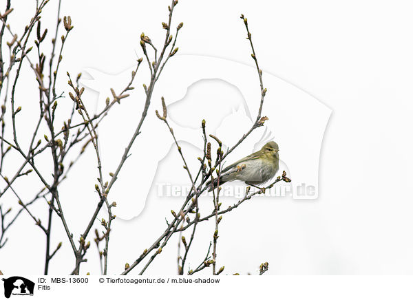 Fitis / willow warbler / MBS-13600