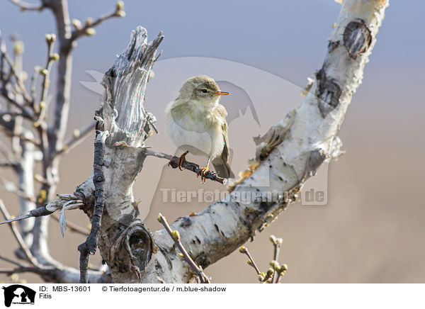Fitis / willow warbler / MBS-13601