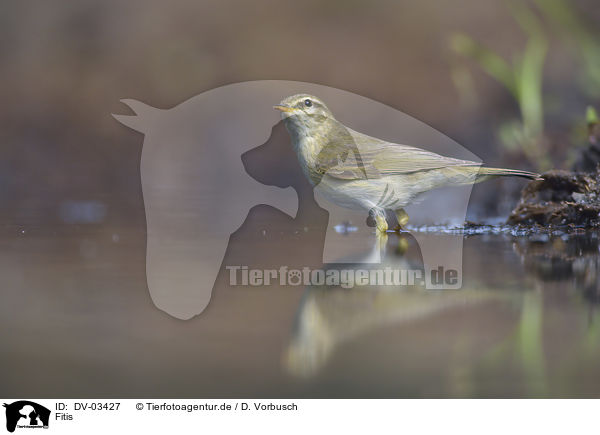 Fitis / willow warbler / DV-03427