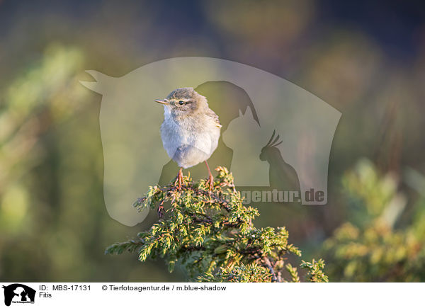 Fitis / willow warbler / MBS-17131