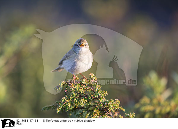 Fitis / willow warbler / MBS-17133