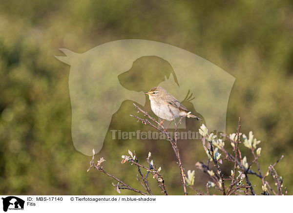 Fitis / willow warbler / MBS-17140