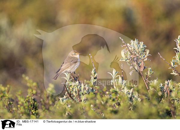 Fitis / willow warbler / MBS-17141
