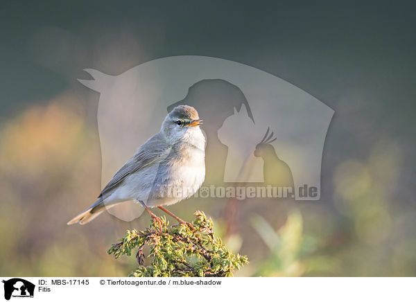 Fitis / willow warbler / MBS-17145