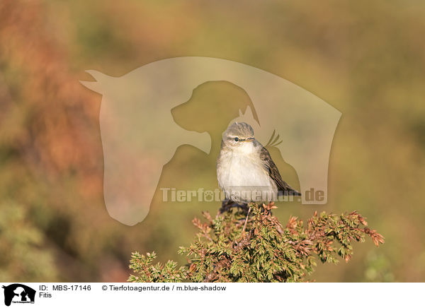 Fitis / willow warbler / MBS-17146