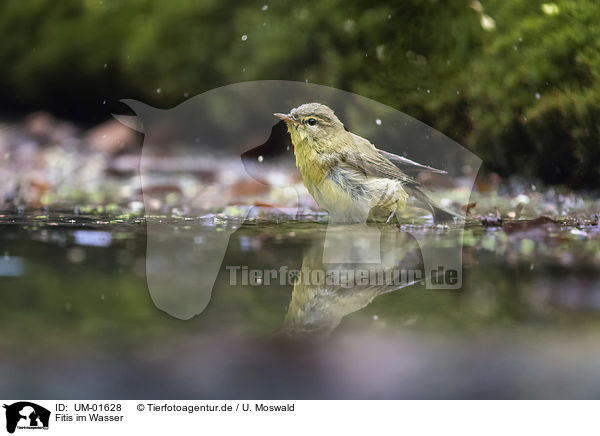 Fitis im Wasser / UM-01628