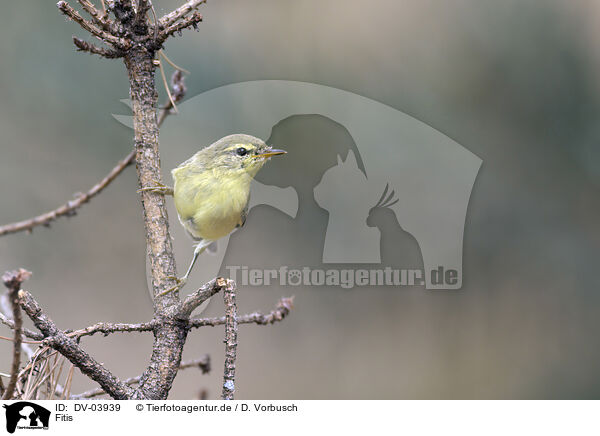 Fitis / willow warbler / DV-03939