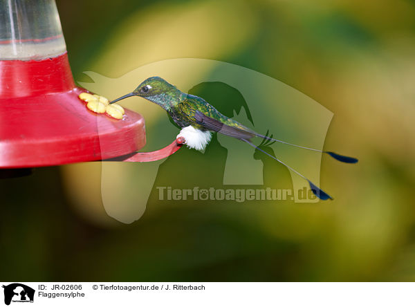 Flaggensylphe / booted racket-tail / JR-02606