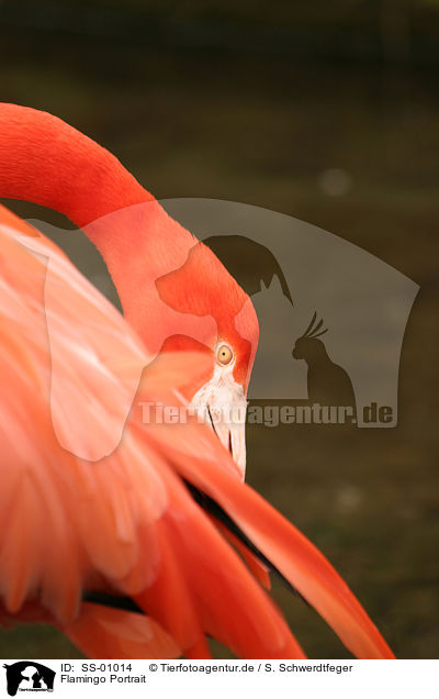 Flamingo Portrait / SS-01014