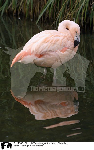 Roter Flamingo beim putzen / IP-00158
