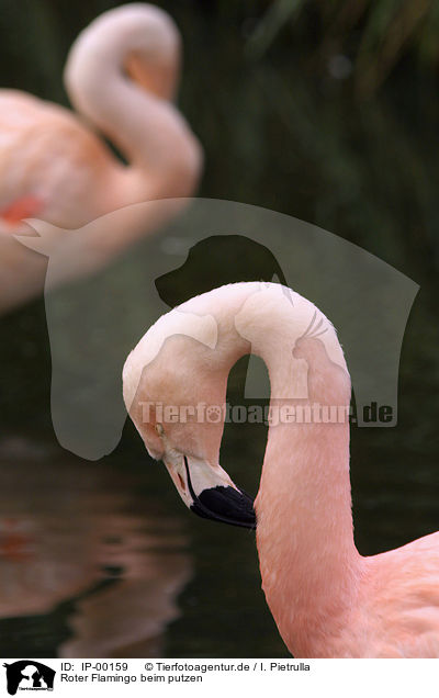 Roter Flamingo beim putzen / IP-00159