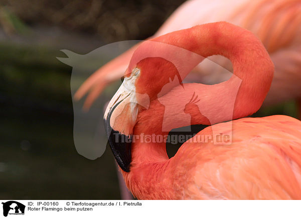 Roter Flamingo beim putzen / IP-00160