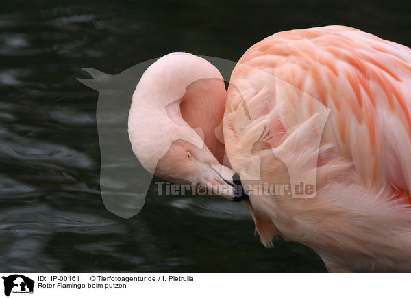 Roter Flamingo beim putzen / IP-00161