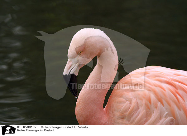 Roter Flamingo im Portrait / IP-00162