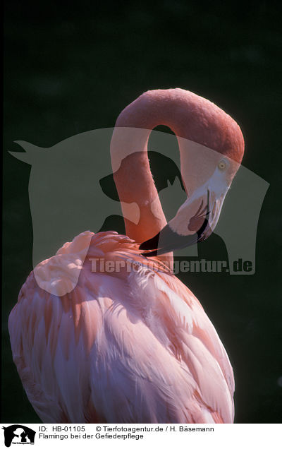 Flamingo bei der Gefiederpflege / cleaning greater Flamingo / HB-01105