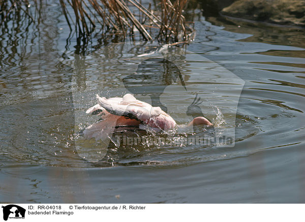 badendet Flamingo / RR-04018