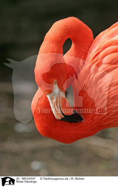 Roter Flamingo / RR-04047