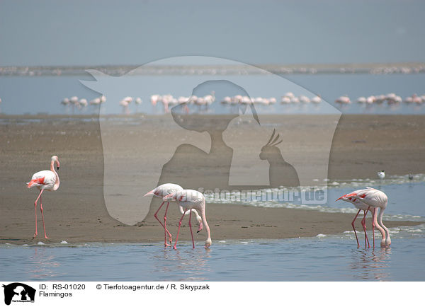 Flamingos / RS-01020