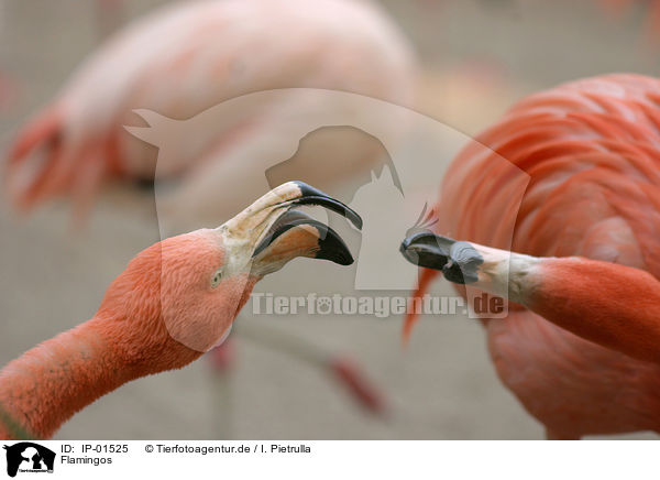 Flamingos / Flamingos / IP-01525