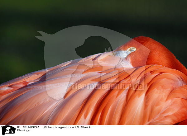 Flamingo / Flamingo / SST-03241