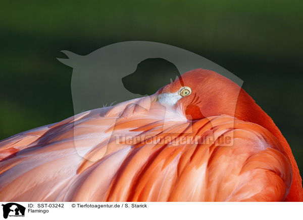 Flamingo / SST-03242