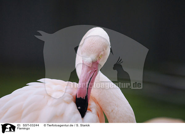 Flamingo / SST-03244