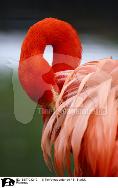Flamingo / Flamingo / SST-03249